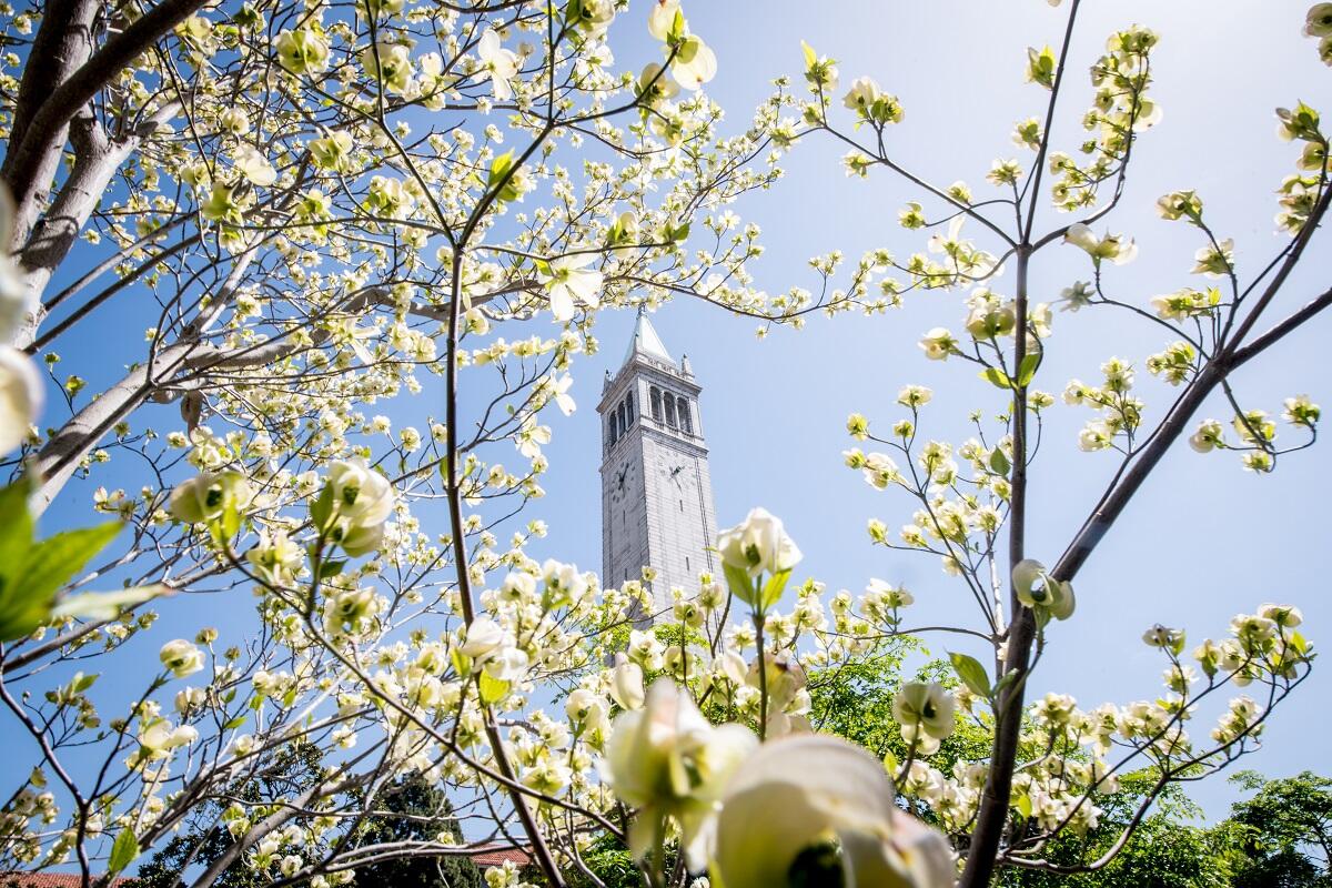 Campanile surrounded by white flowers